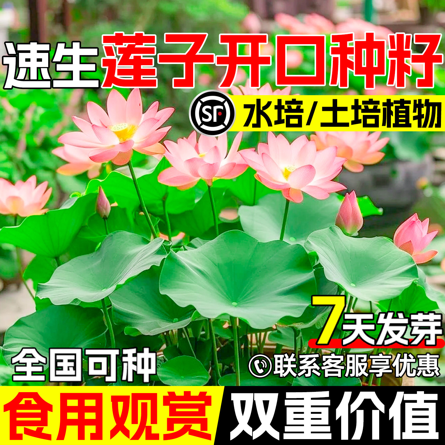 开口碗莲睡莲荷花种子鱼缸水生
