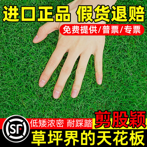 草坪草籽四季常青免修剪剪股颖