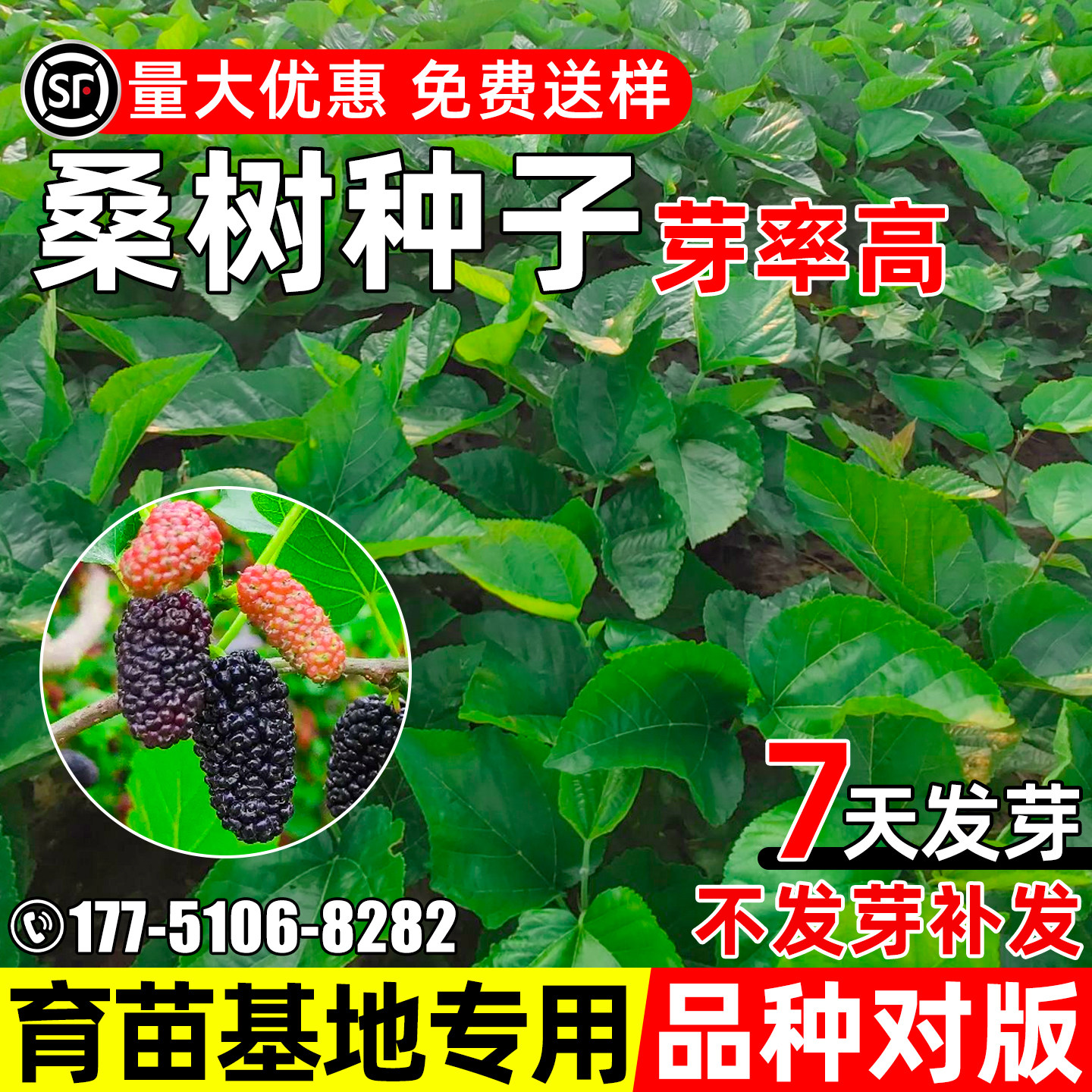 桑树种子生态修复护坡绿化养蚕图片