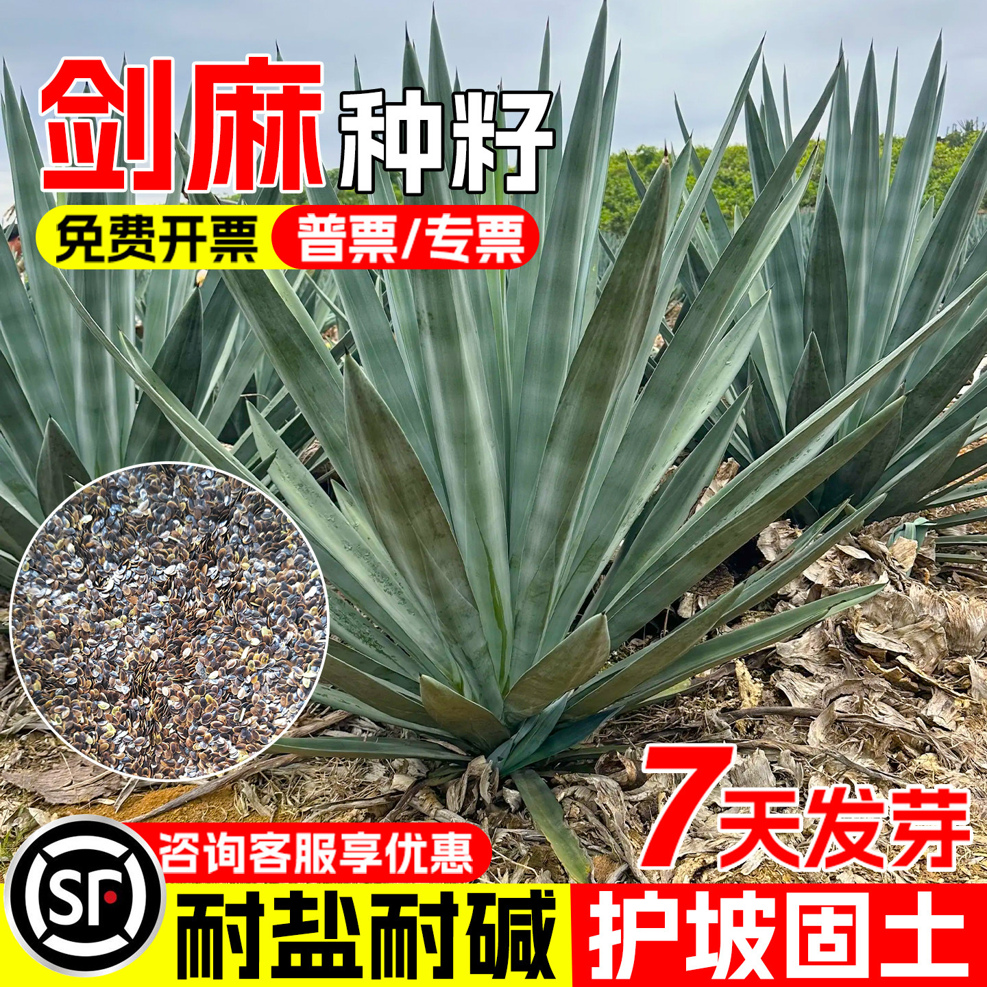 剑麻种子水土保持荒地绿化菠萝麻