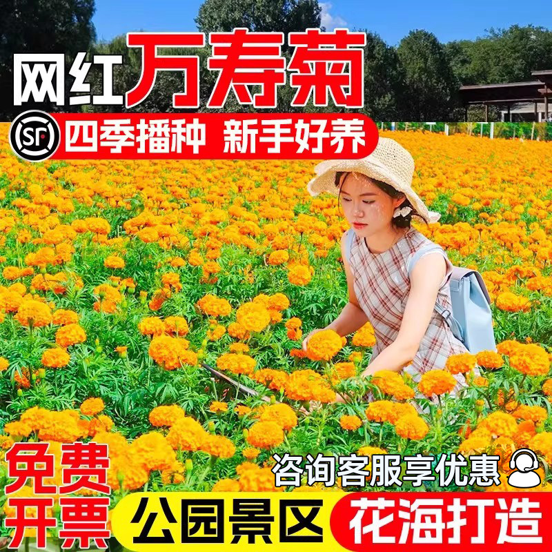 万寿菊种子四季播种野花组合种籽