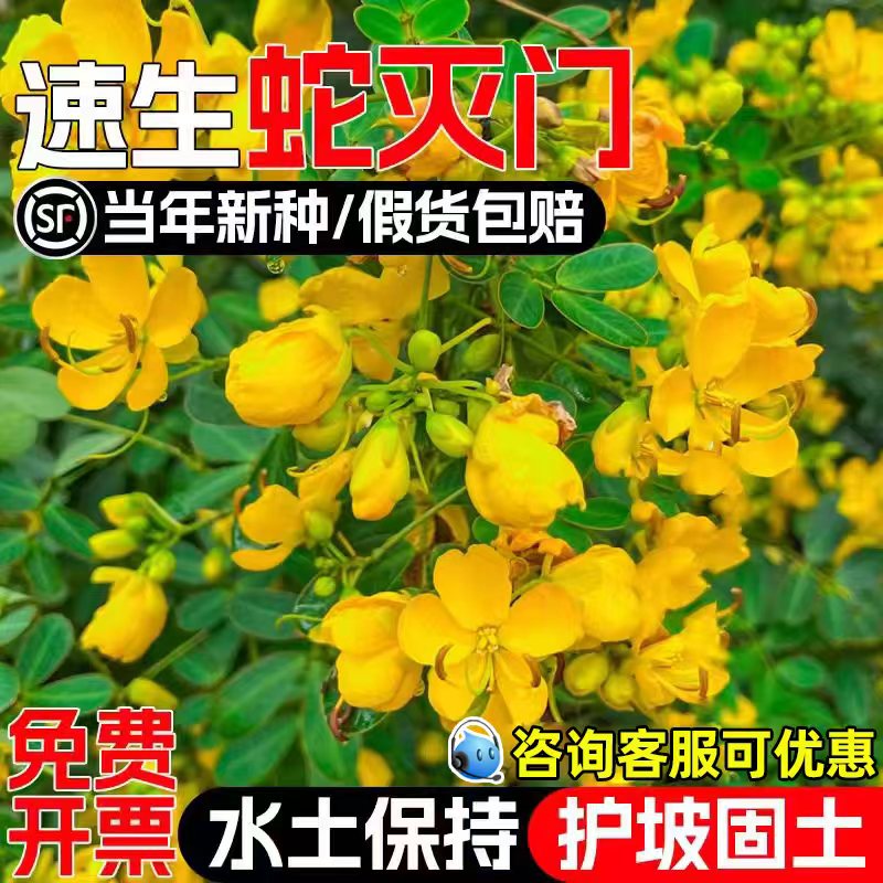 蛇灭门种子驱蛇草籽灌木种籽