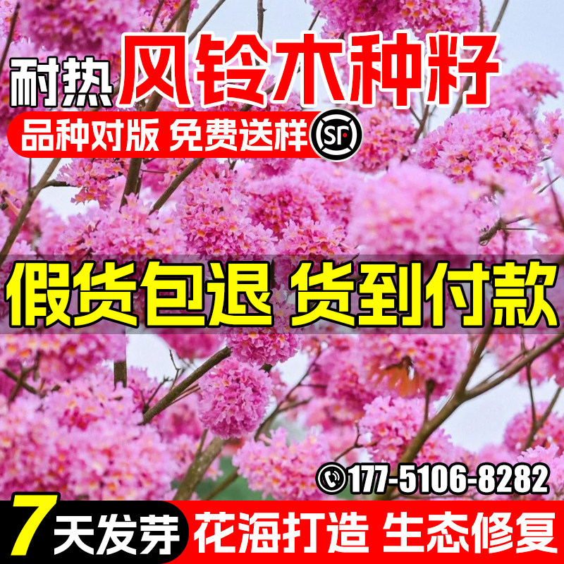 红花风铃木种籽耐热耐旱多年生公园景区道路美化生态修复林木种子