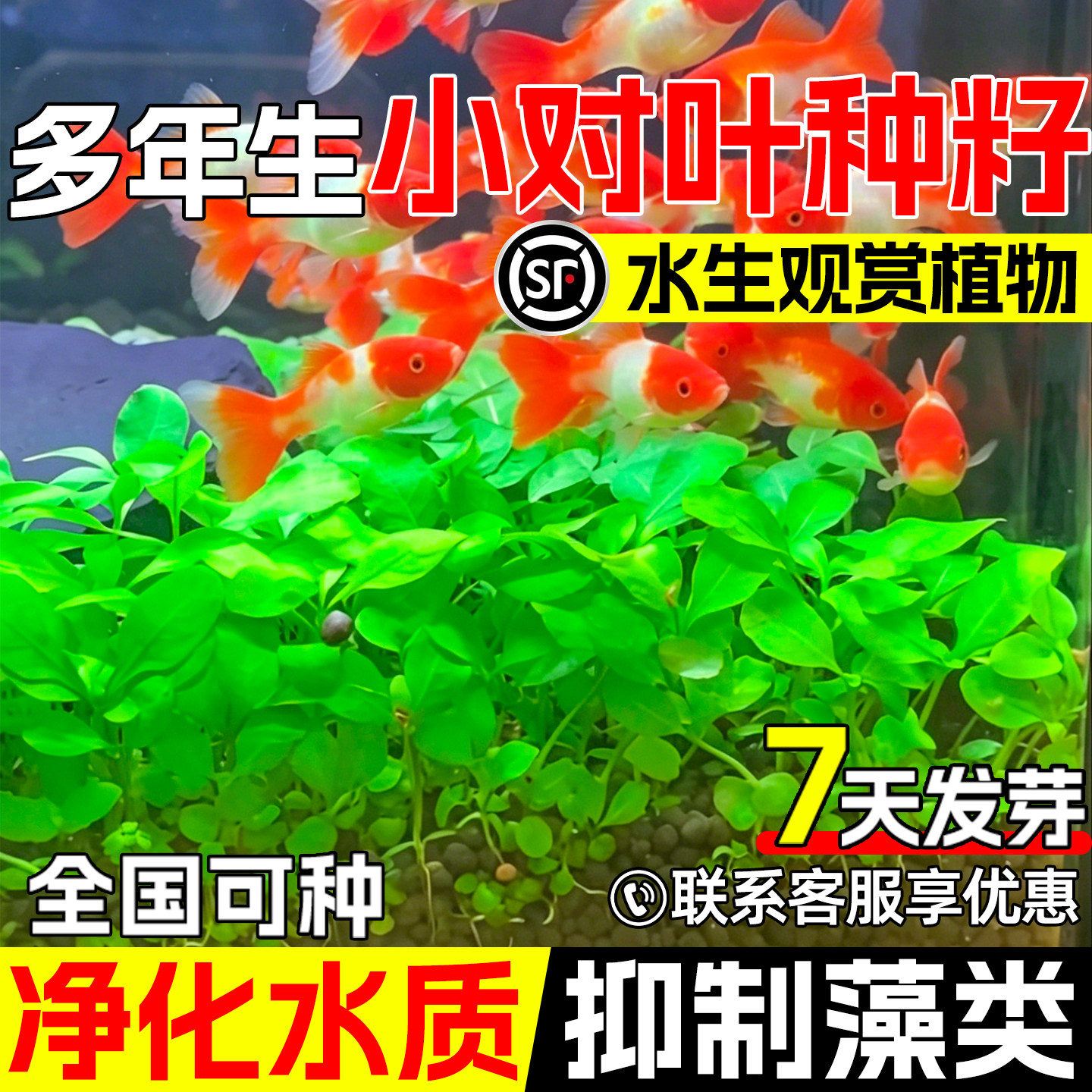 小对叶种子鱼缸造景水族箱水草籽