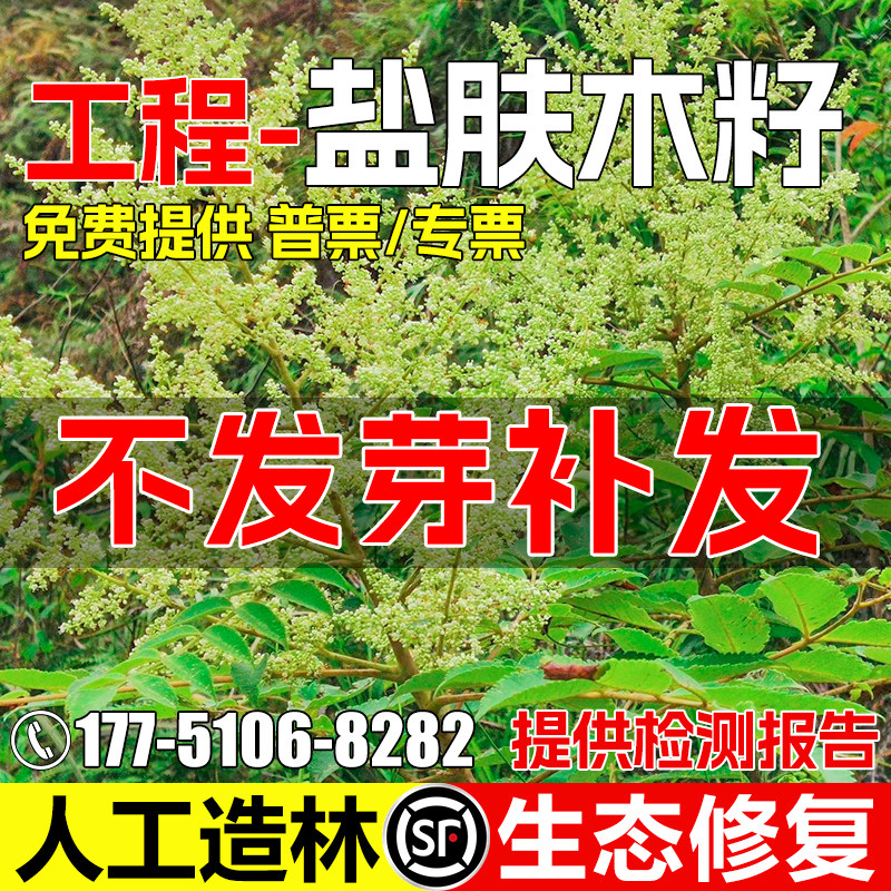 盐肤木种籽灌木草籽护坡固土种子