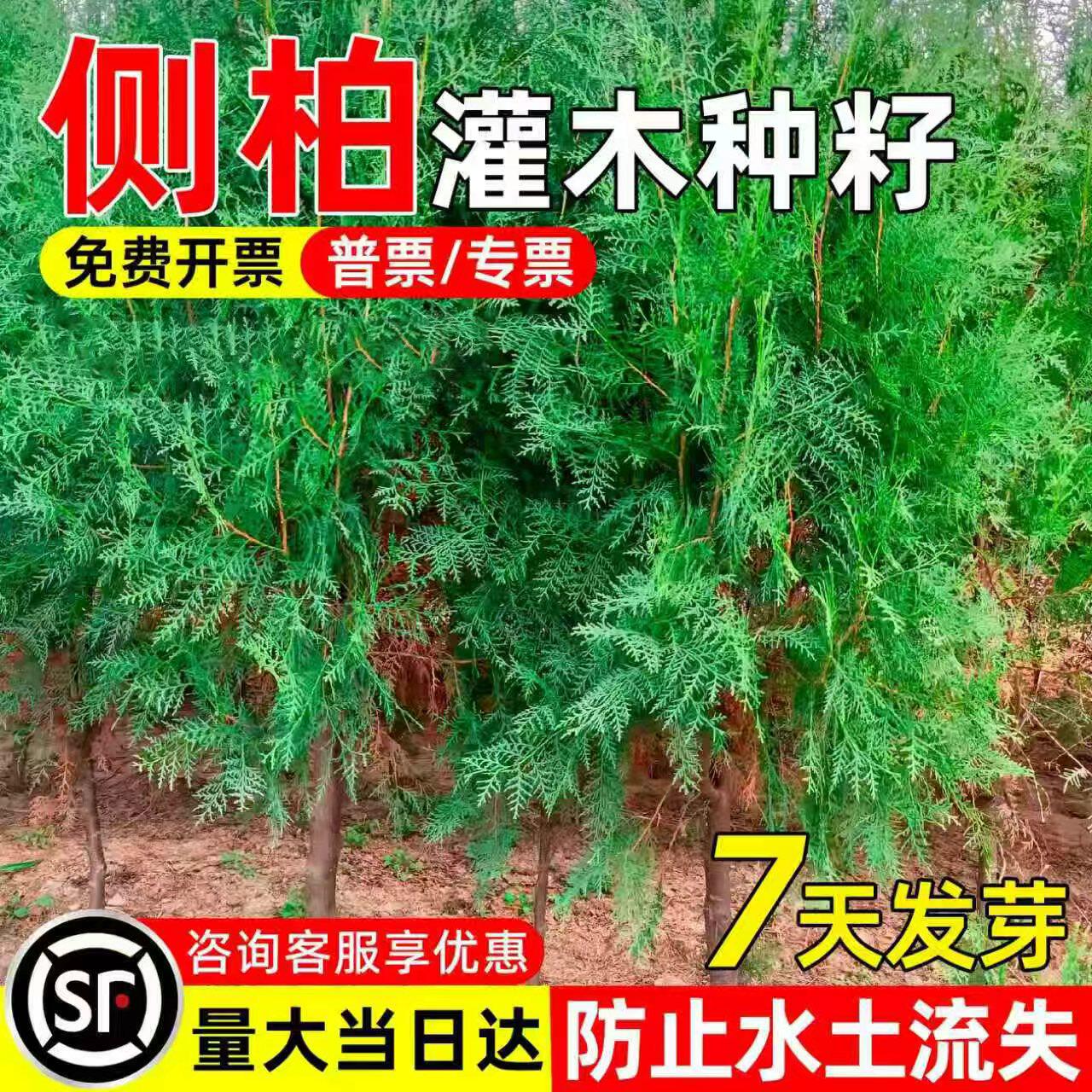 侧柏树种子水土保持边坡荒山复绿