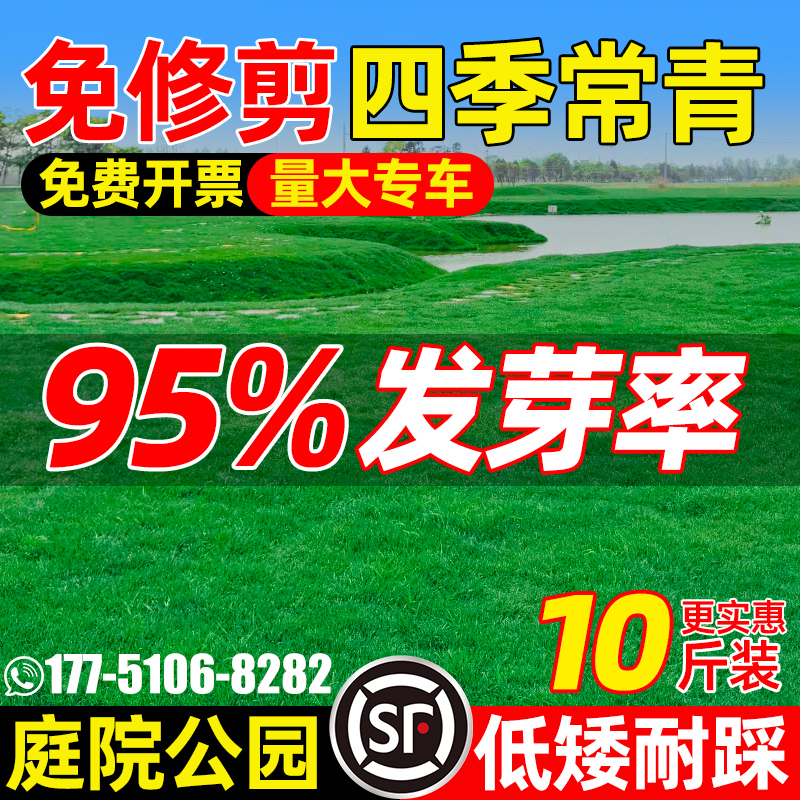 草坪草籽四季常青矮生庭院地毯草