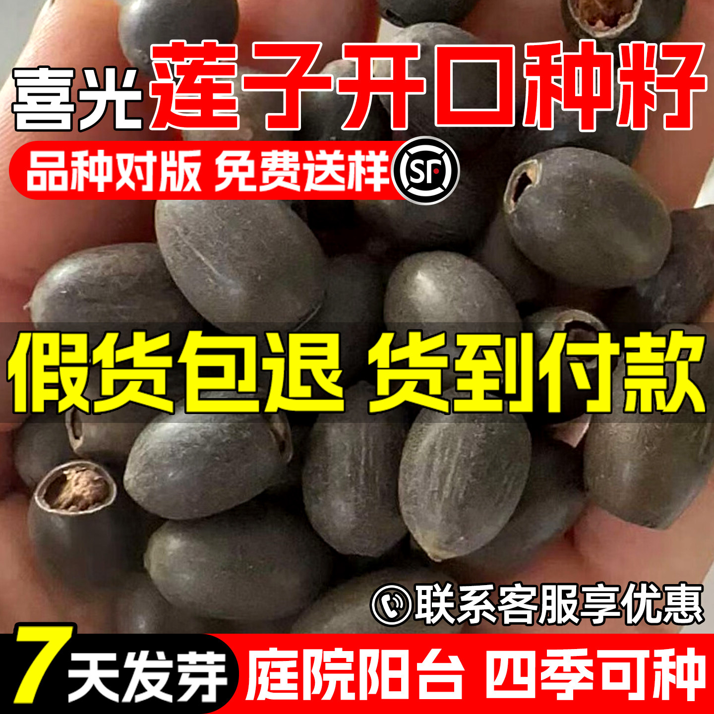 开口碗莲睡莲荷花种子鱼缸水生