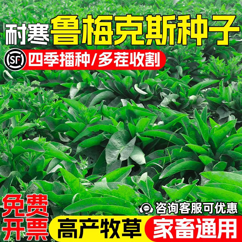 进口多年生鲁梅克斯种子牧草种籽