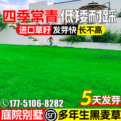 黑麦草草籽多年生四季常青耐践踏