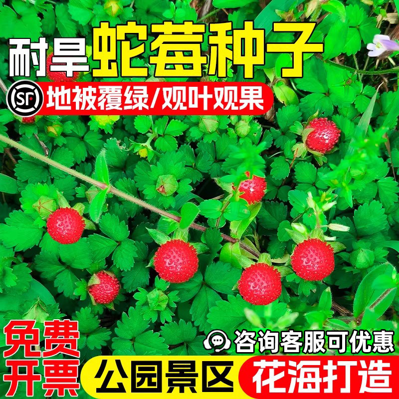 蛇莓种子野生草莓蛇泡草中药材