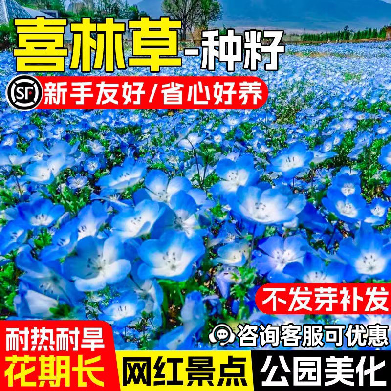 喜林草花种子婴儿的蓝眼公园美化