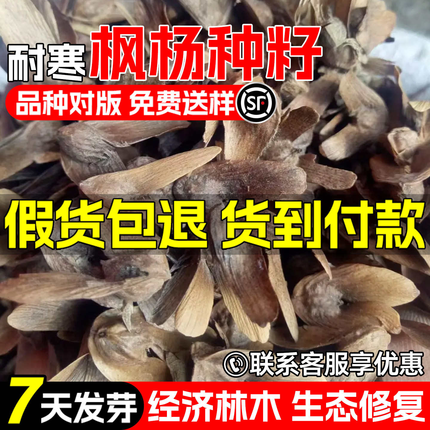 枫杨种子元宝树枰柳风景观赏绿化