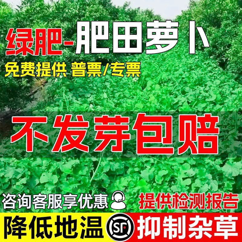 肥田萝卜种子破除土壤板结绿肥