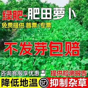 肥田萝卜种子破除土壤板结天然绿肥作物耐寒耐酸果园生草改良土壤
