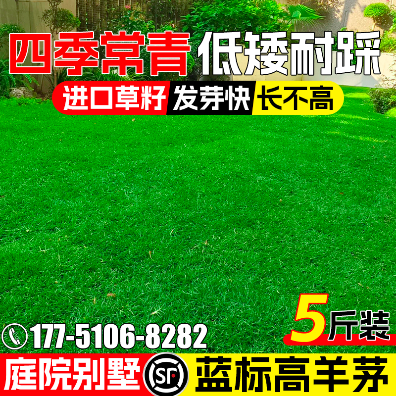 蓝标高羊茅草籽多年生低矮耐踩护坡固土公园小区庭院绿化草坪种子