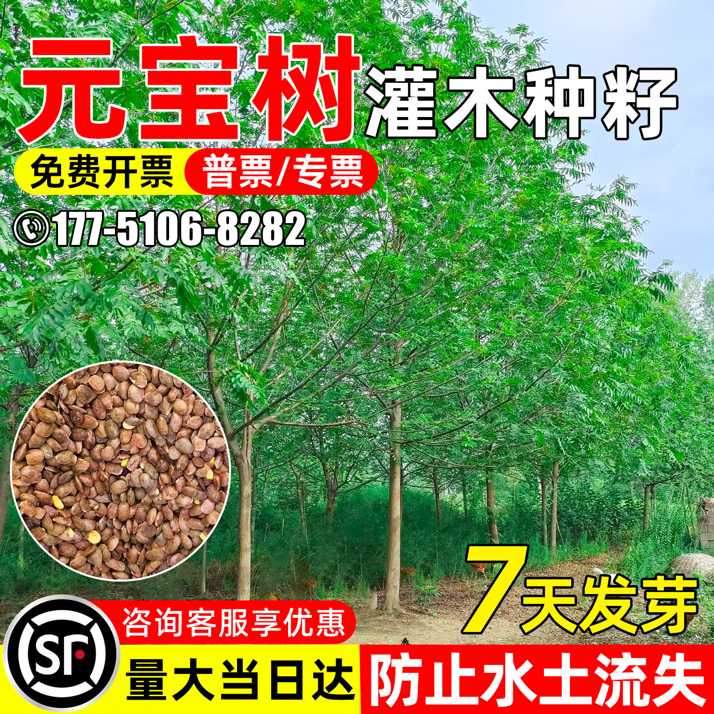 元宝树种子枫树枫杨水土保持绿化图片