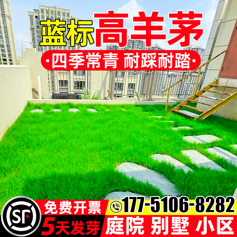 高羊茅草籽四季常青免修剪草种子