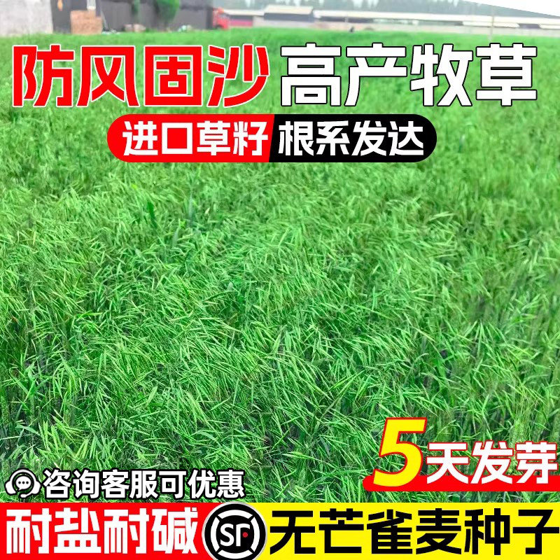 无芒雀麦草籽披碱草四季高产防风固沙耐盐耐碱老芒麦羊草绿化种子