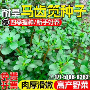 马齿苋种子野生蔬菜种籽四季种植田园阳台盆栽农家食用蔬菜麻菜籽