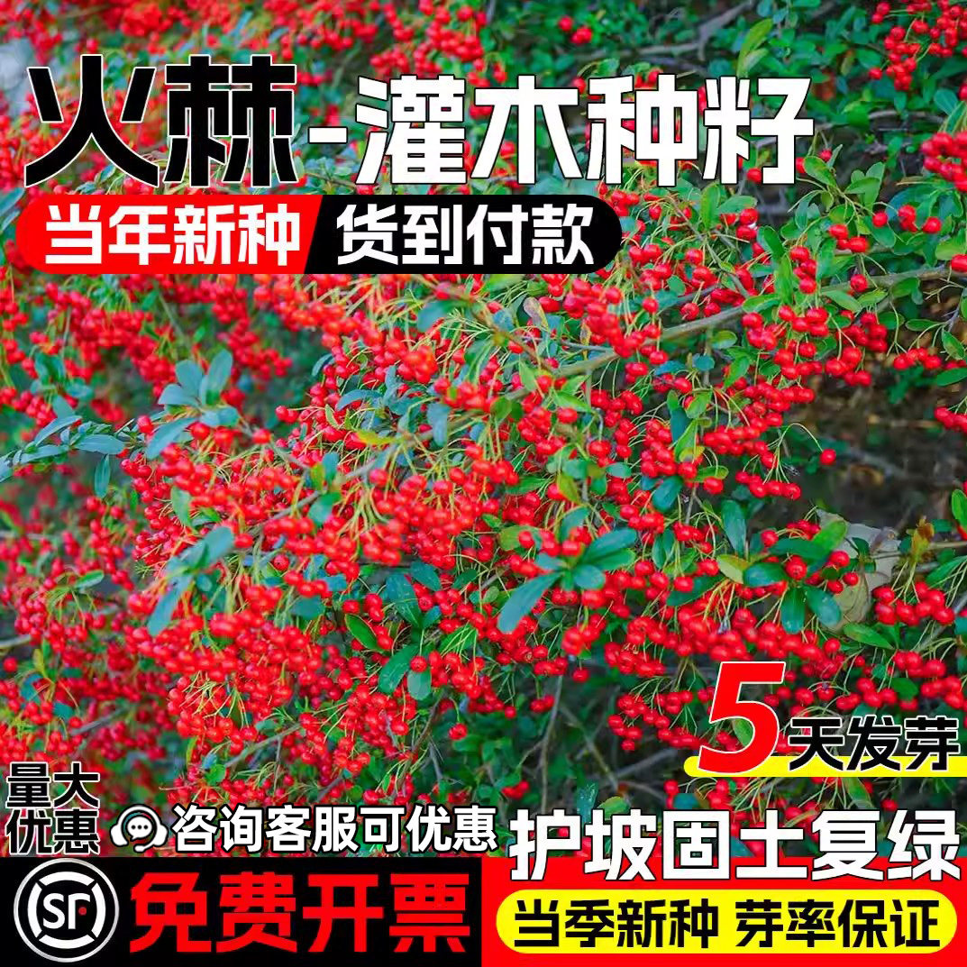 火棘种籽林木草籽护坡灌木耐盐耐碱多年生边坡复绿工程绿化草种子