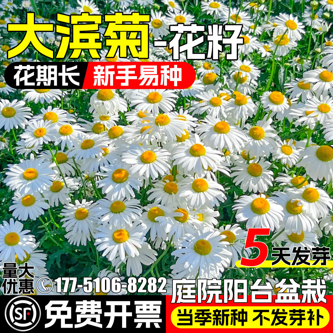 大滨菊种子雏菊洋甘菊阳台庭院室外格桑花卉花种籽子四季播种易活