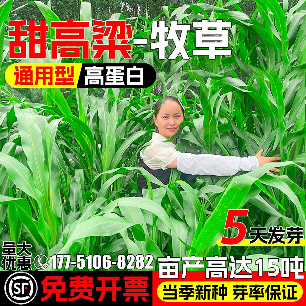 甜高粱种子牧草种籽四季高产草籽