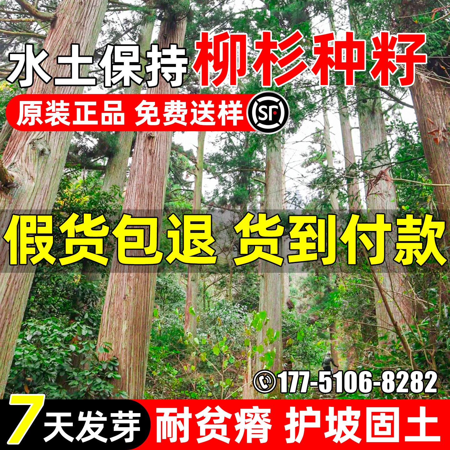 柳杉种子新采速生长叶孔雀松种籽耐贫瘠人工造林园林景观绿化林木