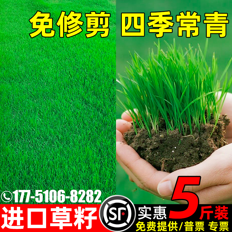 草坪草籽免修剪庭院地毯草皮种子