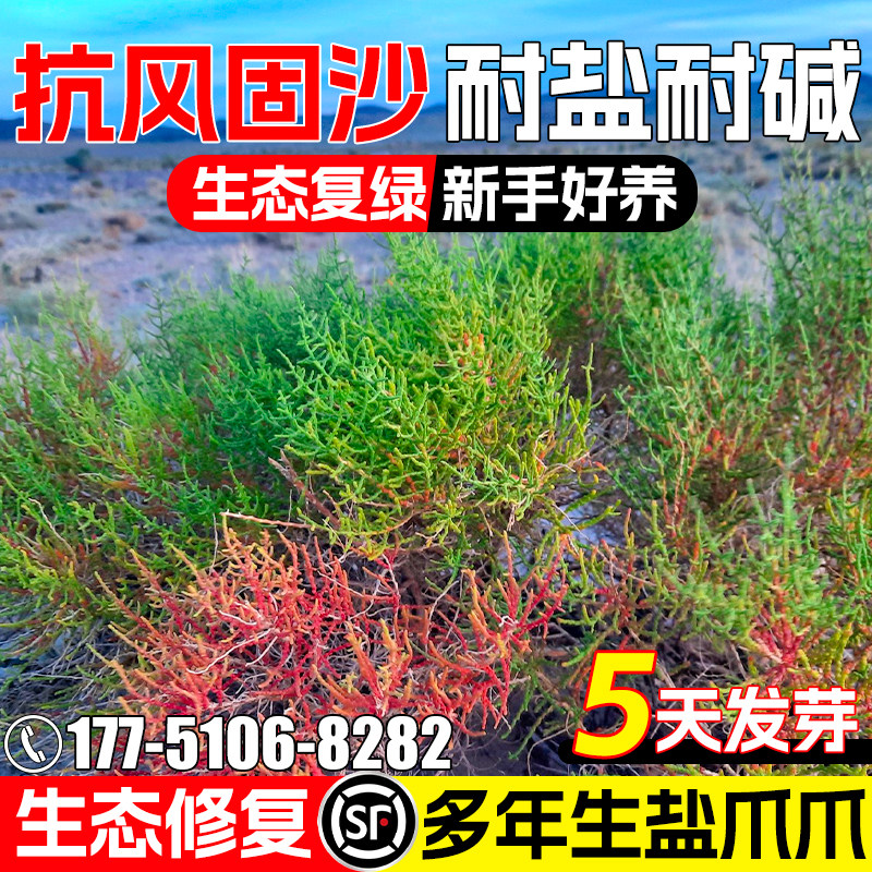 盐爪爪防风固沙生态修复水土保持