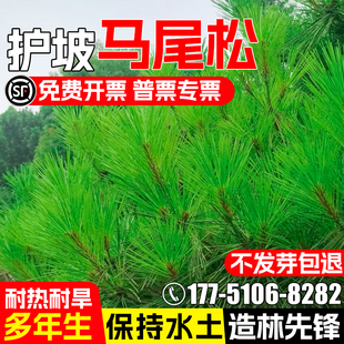 马尾松种子新采松树种籽马尾松籽小树苗松仁灌木种子高大松树种子