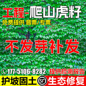 爬山虎种籽爬藤四季常青不落叶护坡固土藤蔓植物五叶三叶爬墙种苗