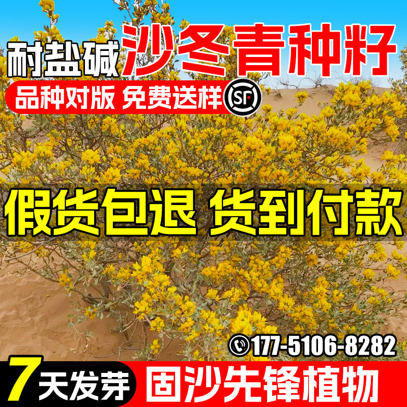 沙冬青种子荒漠植被绿化水土保持