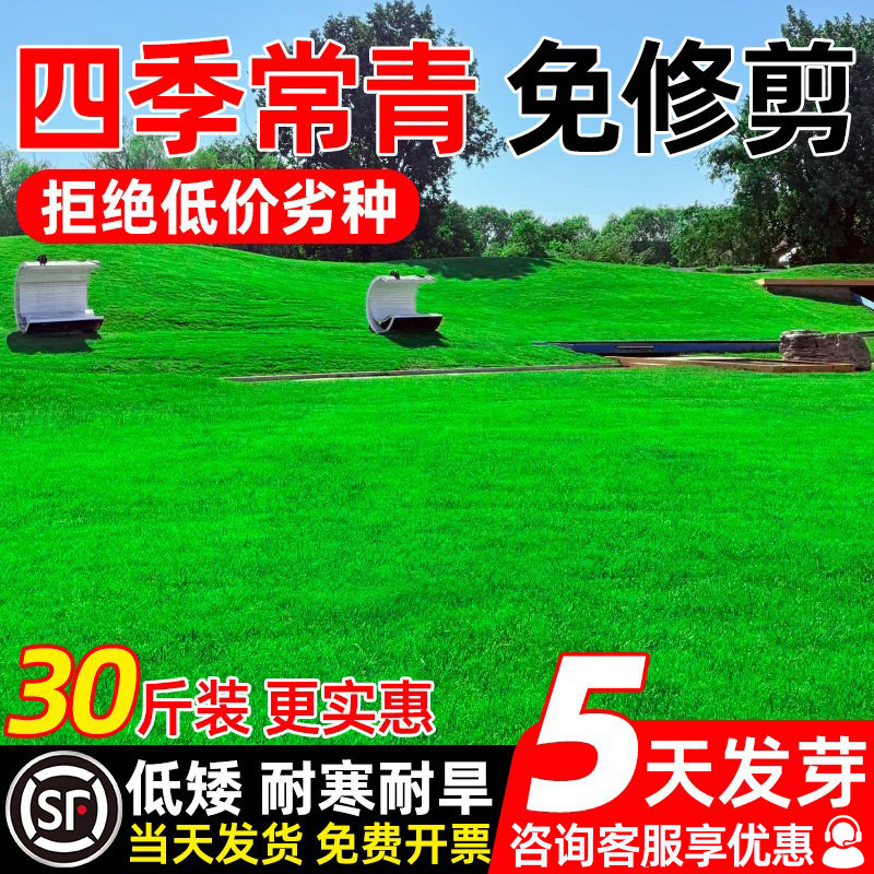 草坪草籽耐寒耐旱免修剪地毯草皮种籽护坡狗牙根高羊茅黑麦草种子