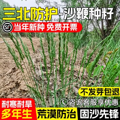 沙鞭沙竹沙竿草种子护坡固土绿化