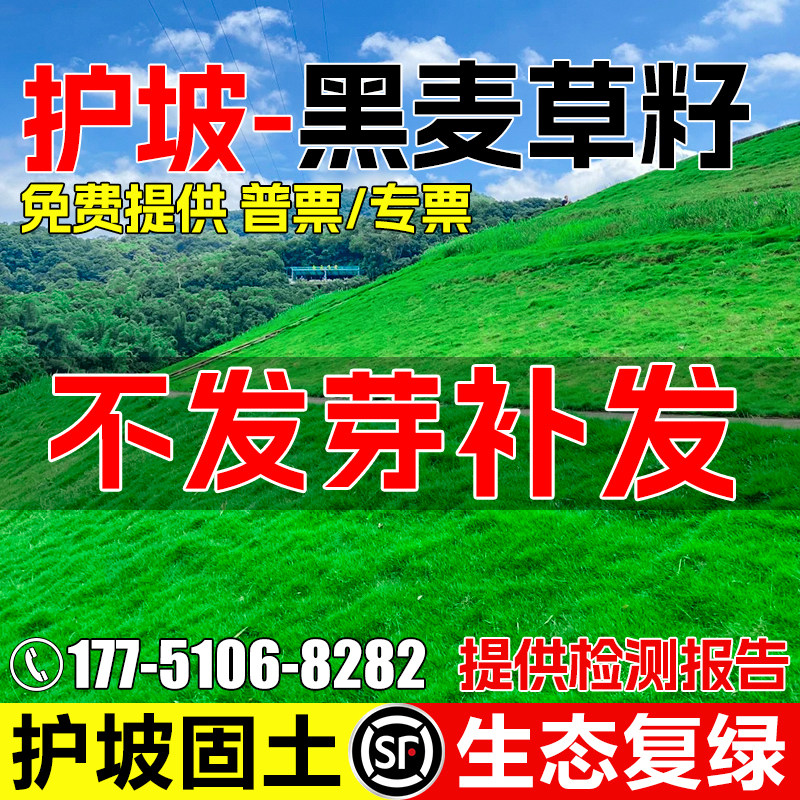 黑麦草草籽多年生四季常青护坡固土矿山生态修复绿化工程草坪种子