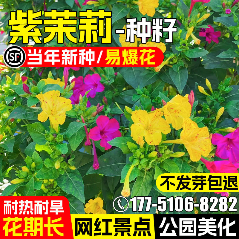 紫茉莉花籽公园景区美化胭脂花