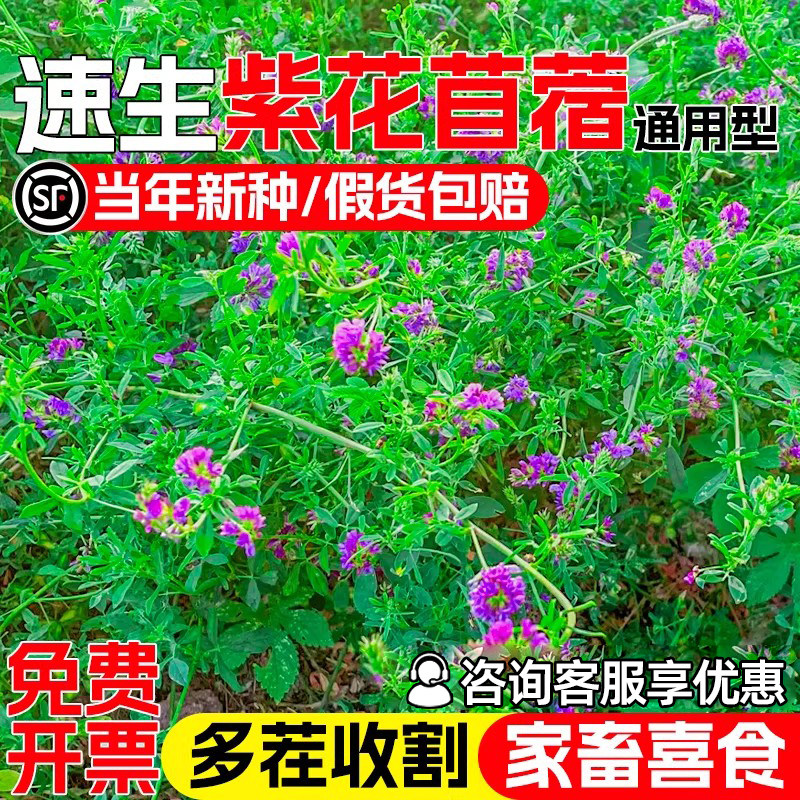 紫花苜蓿种籽牧草种子高产多年生图片