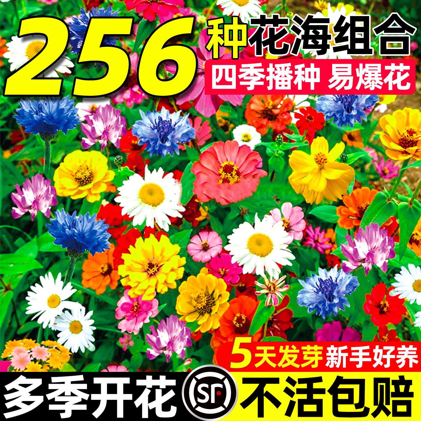 野花组合花种子四季播种开花室外矮生花种籽子庭院凤仙花种孑大全