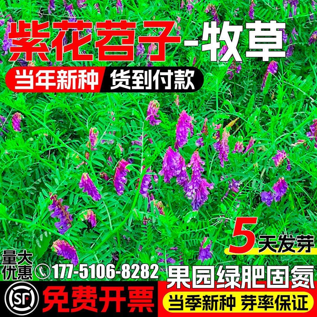 光叶紫花苕种籽果园绿肥毛苕种子