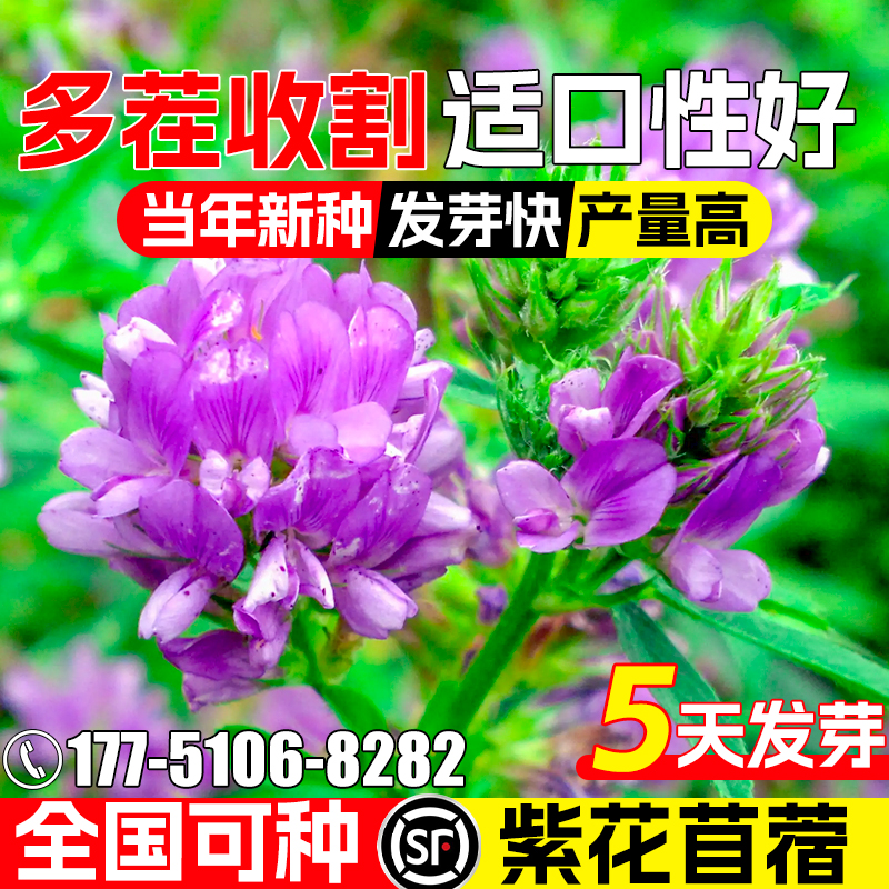进口紫花苜蓿种子多年生高产绿肥种籽耐贫瘠牧草鸡鸭鹅牛羊鱼草籽