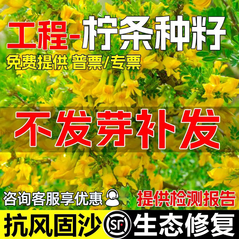 柠条种籽木耐寒耐旱抗风固土护坡灌木草籽工程绿化生态修复草种子