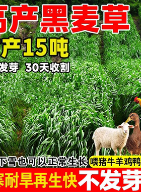黑麦草种籽子种四季多年生高产牧草种子畜牧养殖草种喂鸡牛羊鱼草