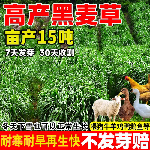 黑麦草种籽四季高产多年生牧草种