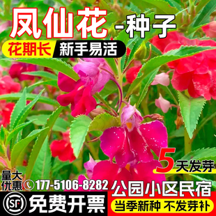 凤仙花种子四季播种公园小区民宿花海景观花籽野花组合花种子