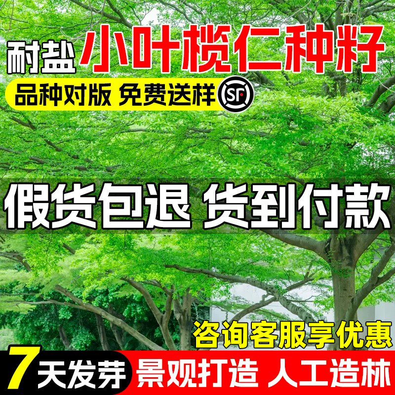 小叶榄仁种子行道木景观绿化乔木