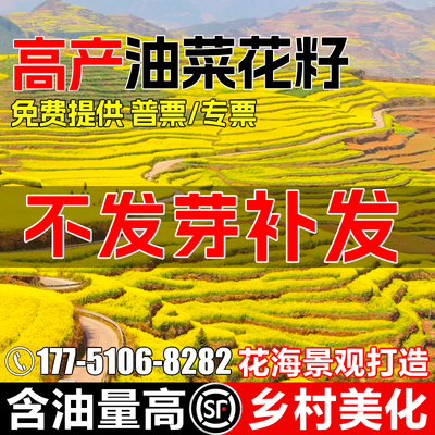 油菜花种子耐寒耐旱观赏型花种籽