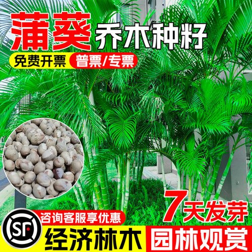 蒲葵种子扇叶葵葵树园林绿化观赏