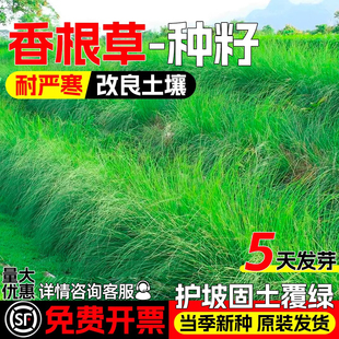 香根草草籽四季常青耐寒耐旱野芒草糖蜜草种子孑护坡固土牧草种籽