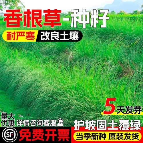 香根草草籽四季常青耐寒耐旱种子